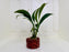 * Plants * Anubias Nana on Rock #46