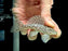 * Pleco *  Spectracanthicus cf. zuanoni (L354) 8-10cm