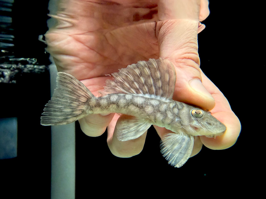 * Pleco *  Spectracanthicus cf. zuanoni (L354) 8-10cm