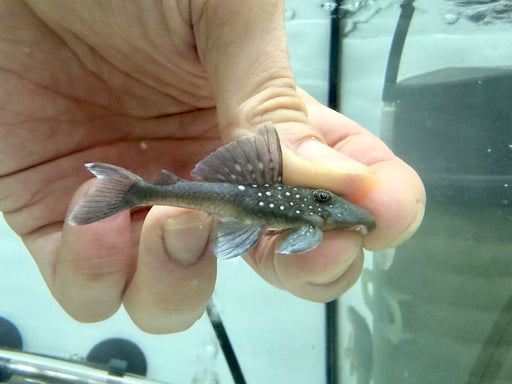 * Pleco *  Hemiancistrus sp (L128 Blue Phantom Pleco) 6-8cm