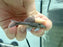 * Pleco *  Hemiancistrus sp (L128 Blue Phantom Pleco) 6-8cm