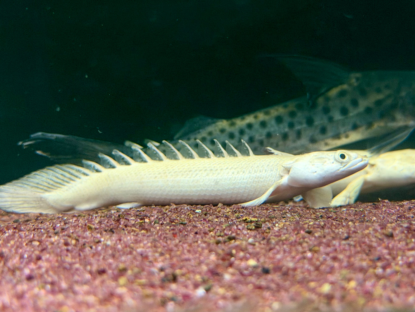 * Polypterus * Polypterus endlicheri PLATINUM 14-17cm Captive Bred