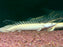 * Polypterus * Polypterus endlicheri PLATINUM 14-17cm Captive Bred