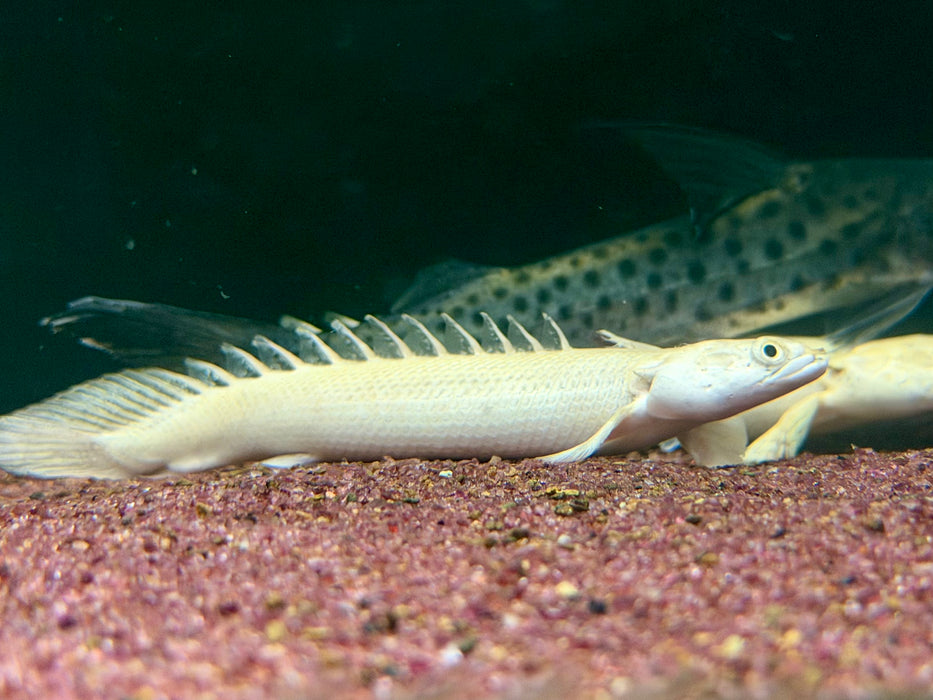 * Polypterus * Polypterus endlicheri PLATINUM 14-17cm Captive Bred
