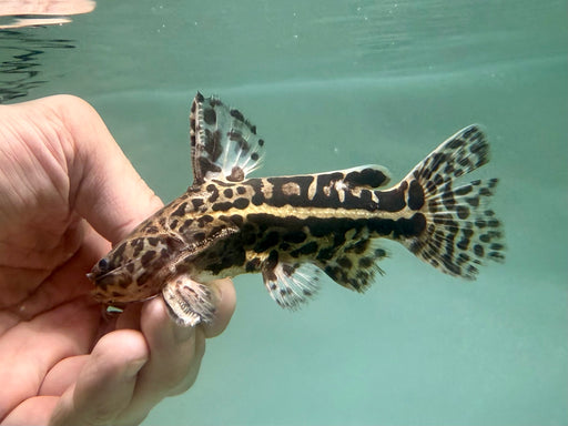 * Catfish * Liosomadoras oncinus "Jaguar Catfish" 12cm #JCB12