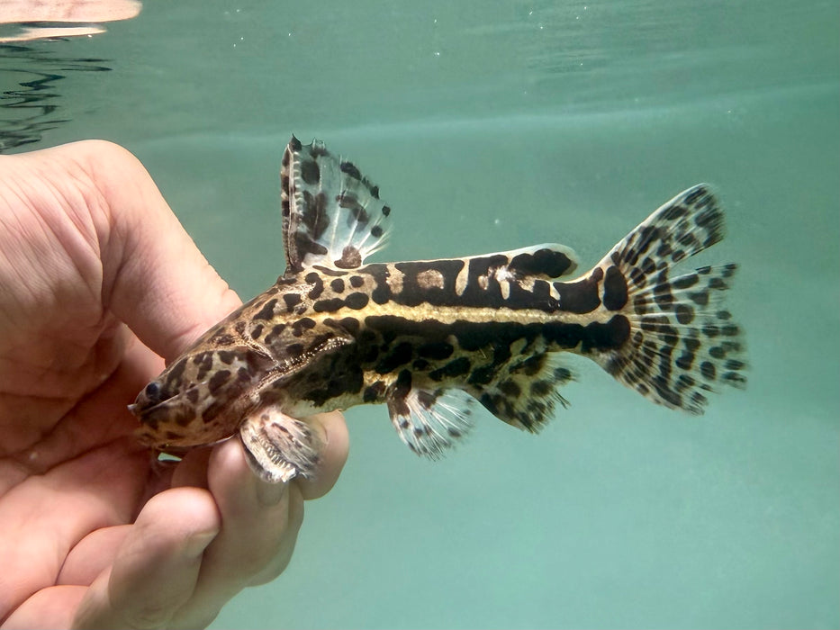 * Catfish * Liosomadoras oncinus "Jaguar Catfish" 12cm #JCB12
