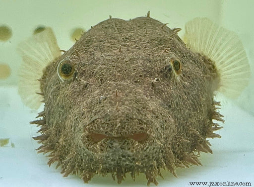 * Other Species * Tetradon baileyi “hairy puffer” 8-10cm