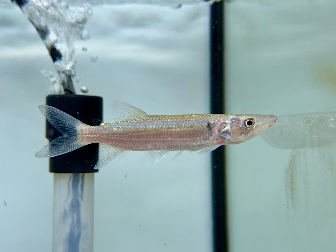 * Other Species * Hepsetus Odoe (African Pike) 8-10cm