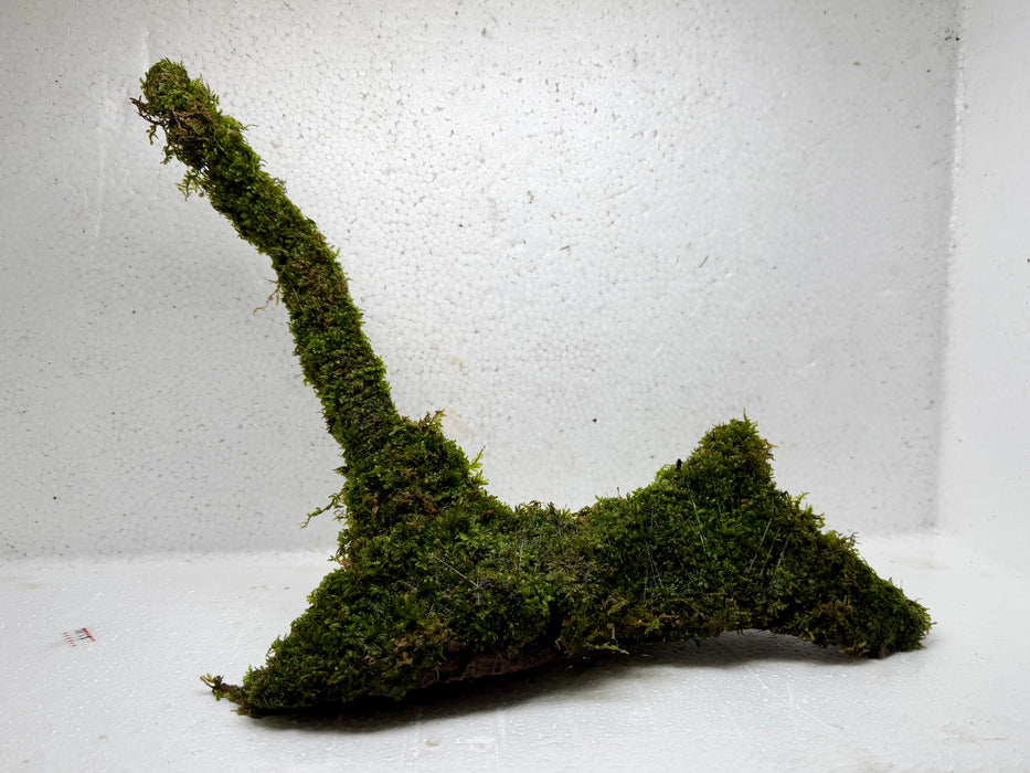* Plants* Moss on driftwood #08