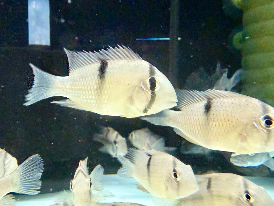 * Cichlids * Guianacara sp. Jatapu (German Bred)