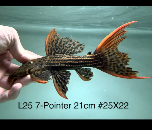 * Pleco * Pseudacanthicus Pirarara (L25 7 Pointer) 21cm #25X22 (Actual piece)