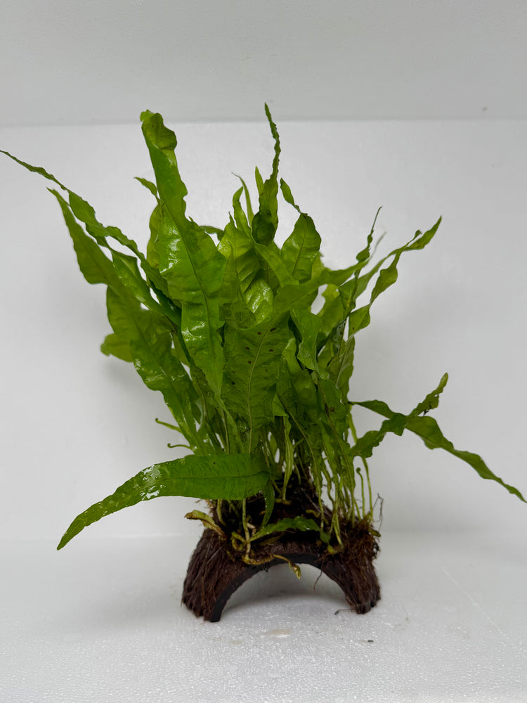 * Plants* Java Fern on Round coconut husk (cave) #JFRC3
