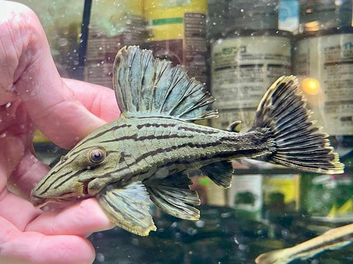 * Pleco *  Panaque nigrolineatus (L191) 13-15cm