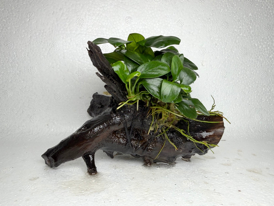 * Plants* Anubias Nana Petite on Spiderwood #106