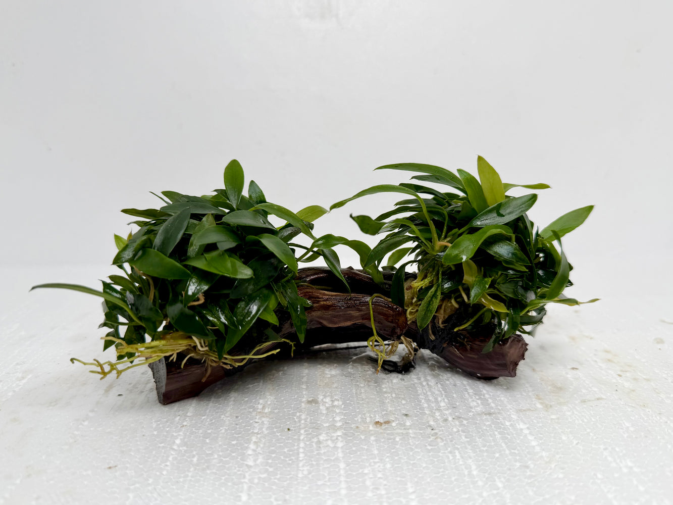 * Plants* Anubias Glabra On Spiderwood #42