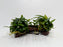 * Plants* Anubias Glabra On Spiderwood #42