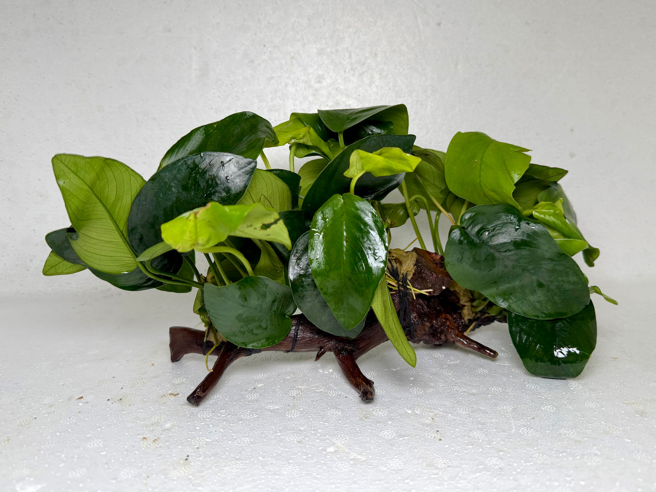 * Plants* Anubias Nana on Spiderwood #72