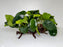* Plants* Anubias Nana on Spiderwood #72