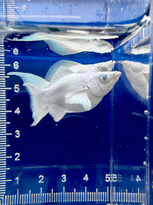 * Livebearers *  Platinum White (Diamond eye) Balloon Molly