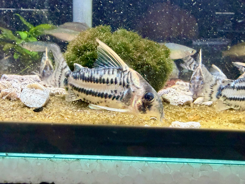 * Corydoras *  Hoplisoma Super Schwartzi CW28