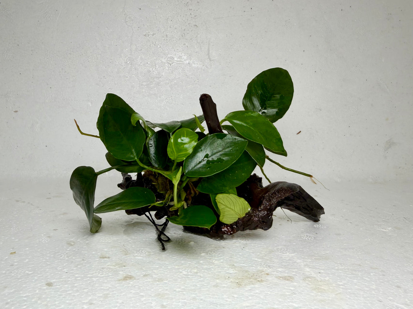 * Plants* Anubias Nana On Spiderwood #61