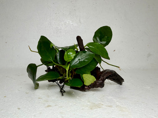 * Plants* Anubias Nana On Spiderwood #61