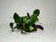 * Plants* Anubias Nana On Spiderwood #61