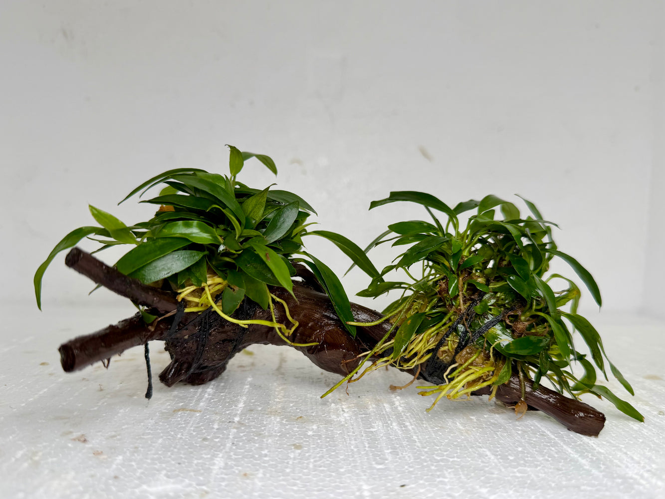 * Plants* Anubias Glabra on Spiderwood #123