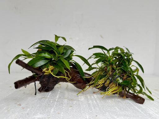 * Plants* Anubias Glabra on Spiderwood #123