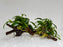 * Plants* Anubias Glabra on Spiderwood #123