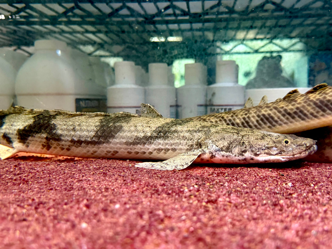 * Polypterus * Polypterus Endlicheri “Ilaro River” 42-46cm