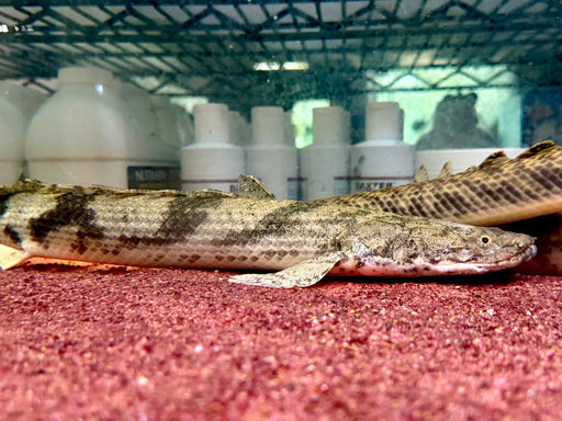 * Polypterus * Polypterus Endlicheri “Ilaro River” 42-46cm