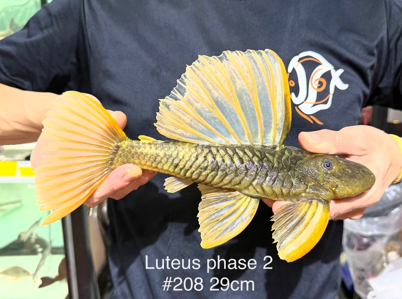 * Pleco *  Hypostomus Luteus phase 2 29cm #P208 (Actual Piece)