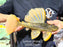 * Pleco *  Hypostomus Luteus phase 2 29cm #P208 (Actual Piece)