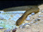 * Catfish *  Channallabes apus "eel catfish" 15-18cm