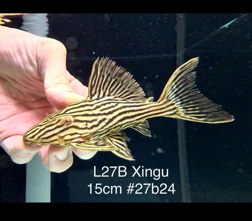 * Pleco *  Panaque armbrusteri (L27B Xingu) 15cm #27b24 (Actual piece)