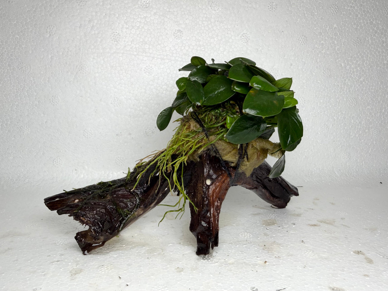 * Plants* Anubias Nana Petite on Spiderwood #104