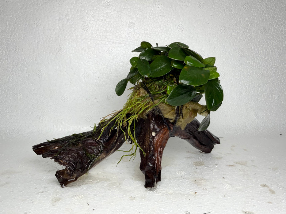 * Plants* Anubias Nana Petite on Spiderwood #104