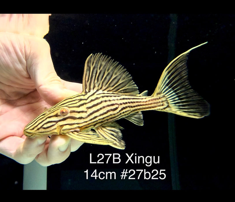 * Pleco *  Panaque armbrusteri (L27B Xingu) 14cm #27b25 (Actual piece)