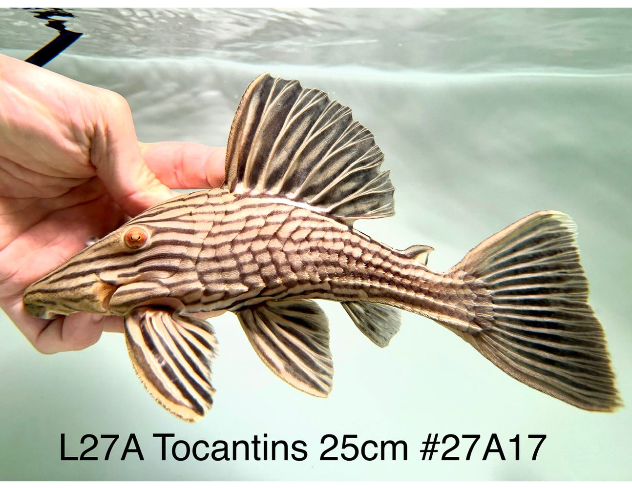 * Pleco *  Panaque armbrusteri (L27a Tocantins) 25cm #27A17 (Actual piece)