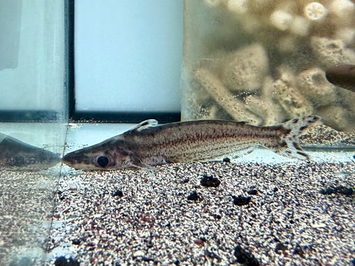 * Catfish * Ageniosus Lineatus (Green Stripe Dolphin Catfish) 8-10cm