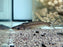 * Catfish * Ageniosus Lineatus (Green Stripe Dolphin Catfish) 8-10cm