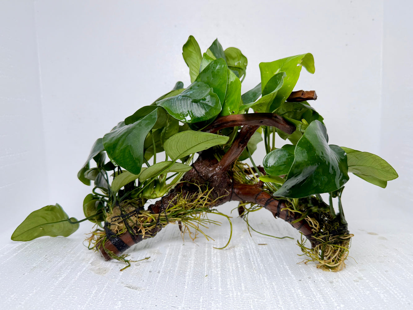 * Plants* Anubias Nana On Spiderwood #36