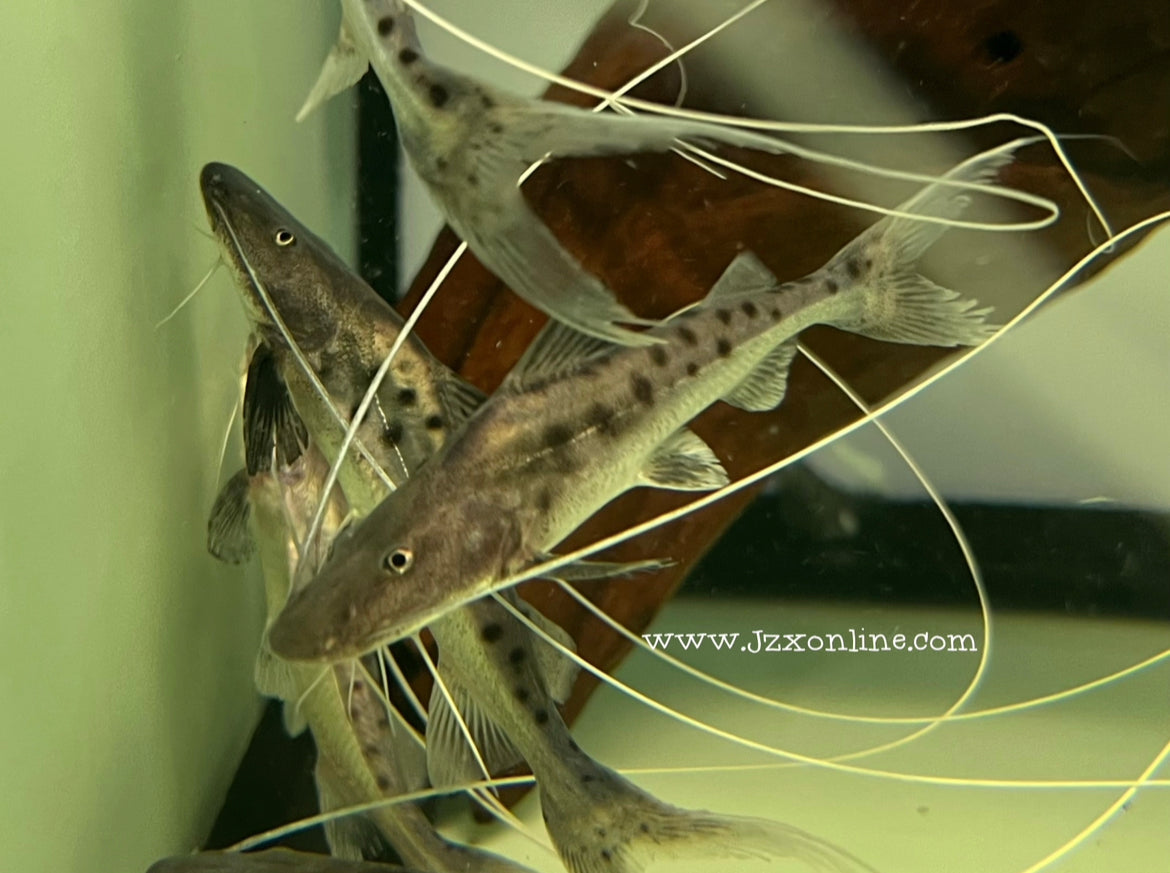 * Catfish *  Brachyplatystoma capapretum "PERU piraiba catfish" 10-12cm