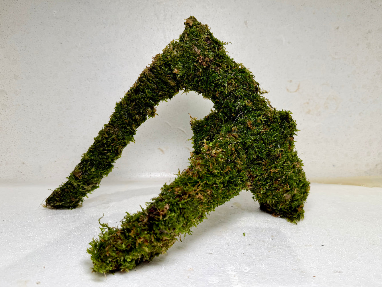 * Plants* Christmas Moss on driftwood #03
