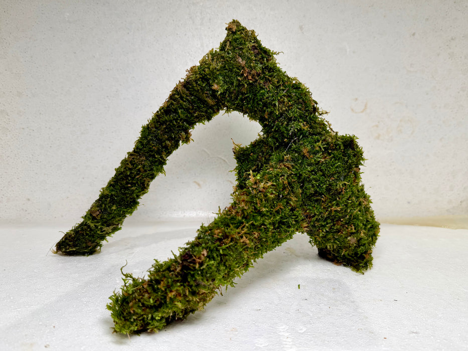 * Plants* Christmas Moss on driftwood #03