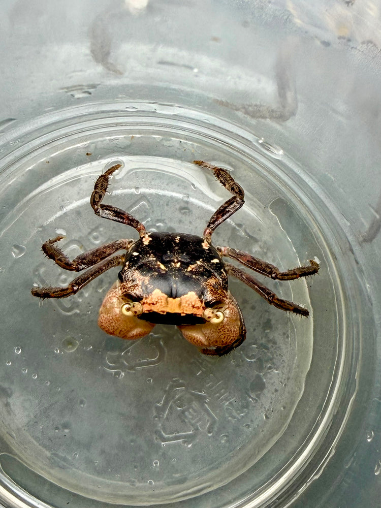 * Shrimps * Metasesarma obesum (Batik Crab)