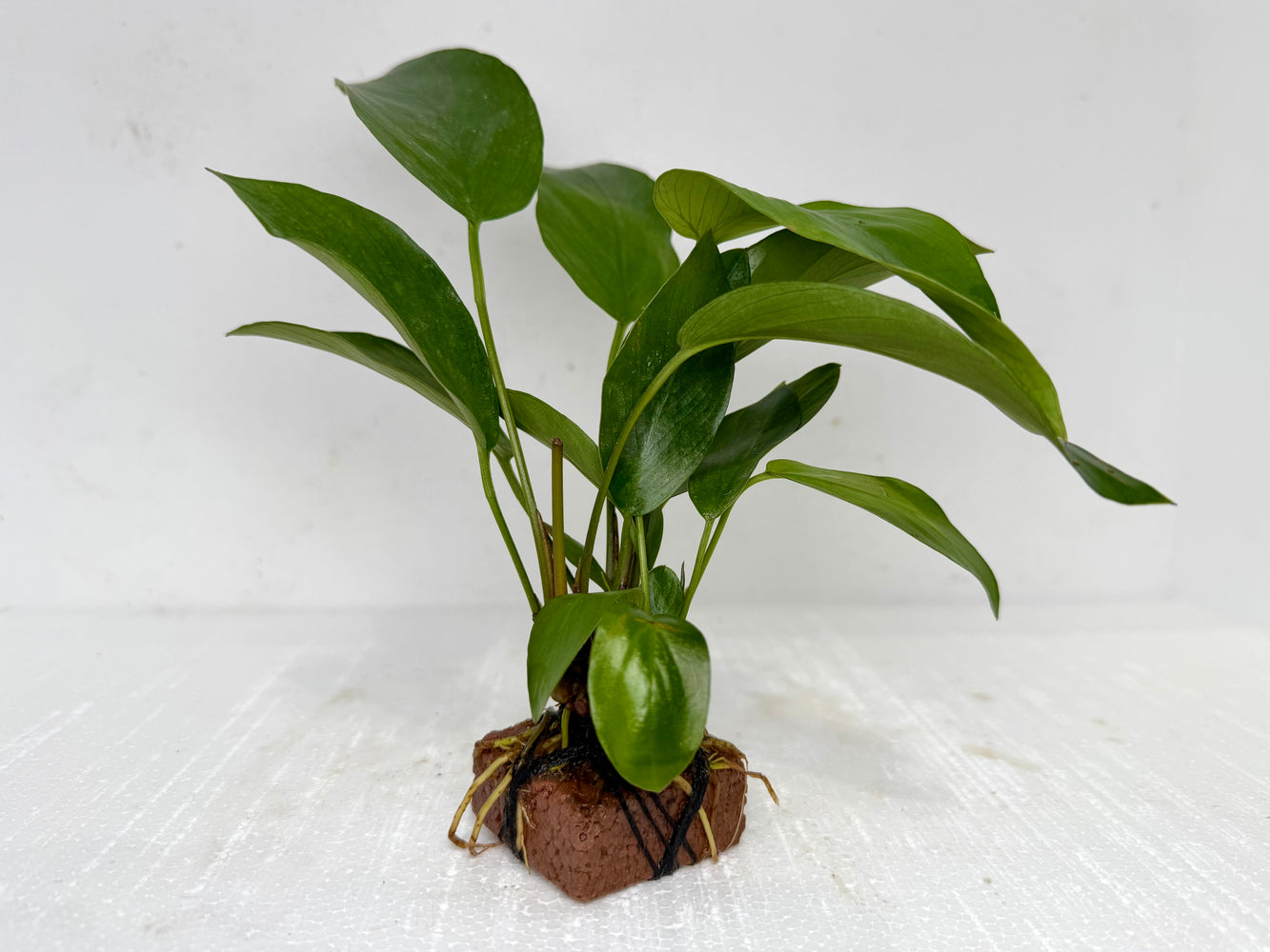 * Plants * Anubias Nana on Rock #27