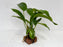 * Plants * Anubias Nana on Rock #27