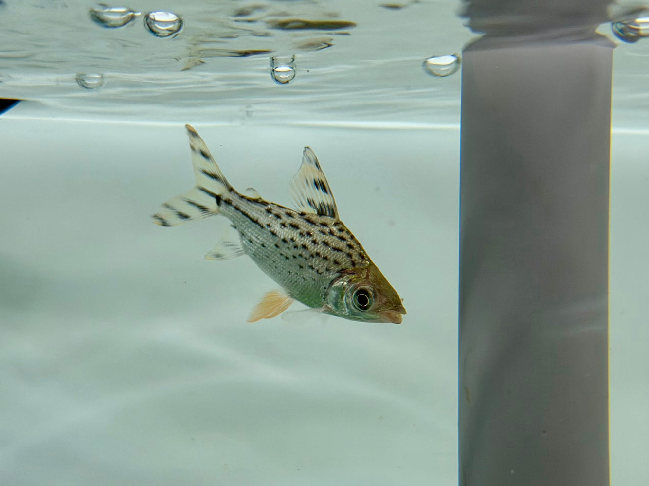 * Other Species * Semaprochilodus laticeps (FeiFeng) WILD 4-6cm
